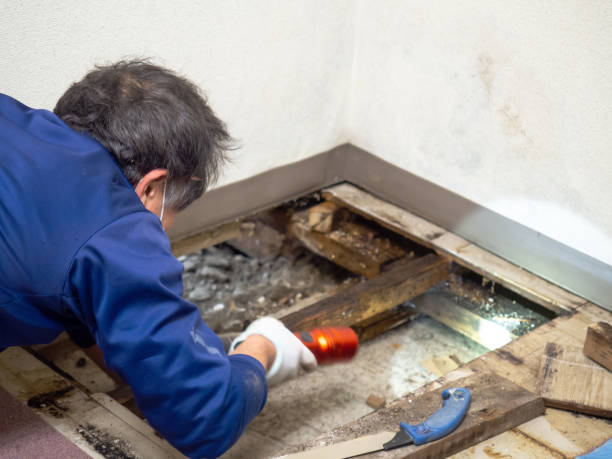Best Residential Mold Removal  in Glenwood, GA