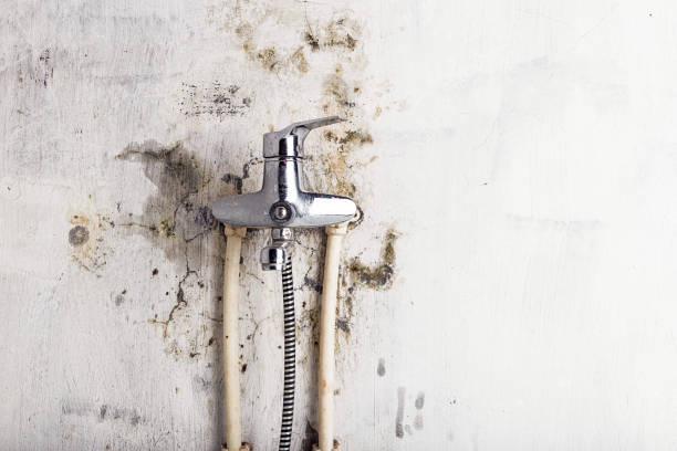 Home Mold Removal in Glenwood, GA