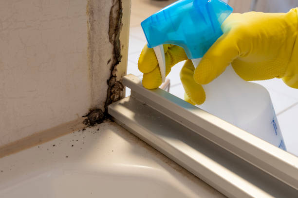 Best Same-Day Mold Removal  in Glenwood, GA