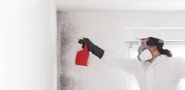 Best Mold Remediation Experts  in Glenwood, GA