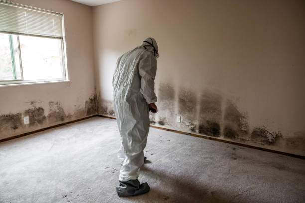 Trusted Glenwood, GA Mold Removal Experts