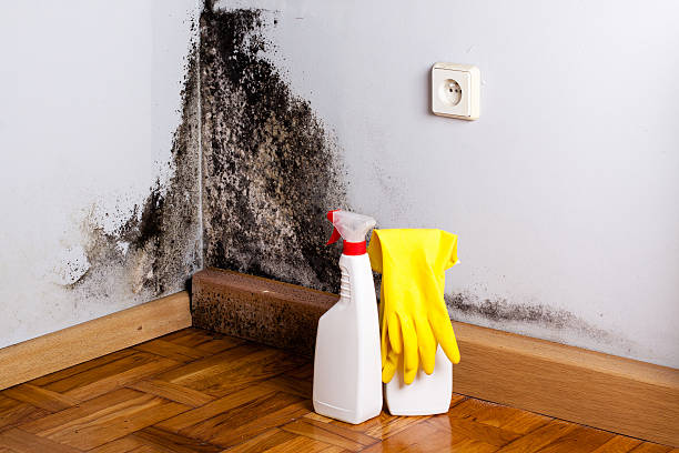 Best Mold Damage Repair  in Glenwood, GA