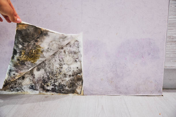 Office Mold Removal Services in Glenwood, GA